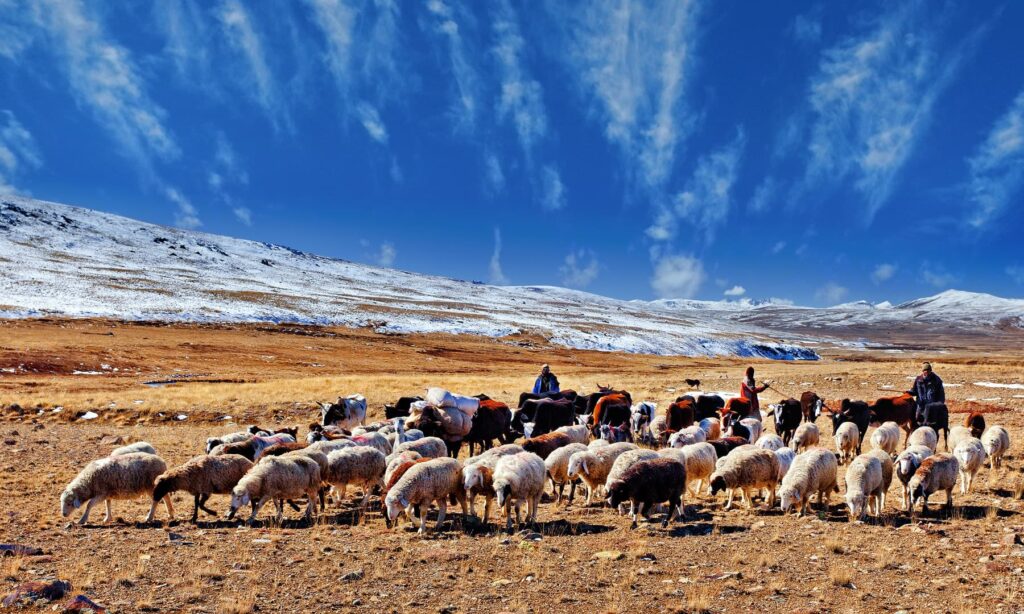 Local folks and grazing animals